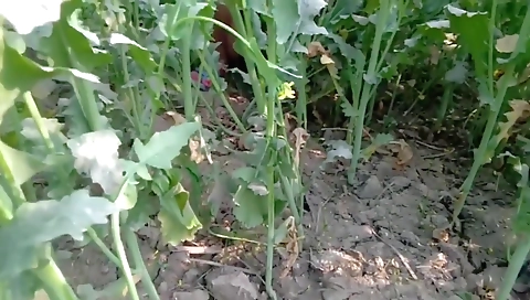 Desi Village Bhabhi Pissing Public Porn Outdoor