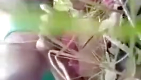 Bangladeshi Couple Outdoor Sex Video Online